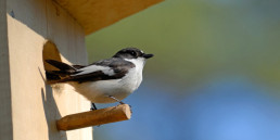 Vogelhuisje bouwen