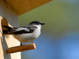 Vogelhuisje bouwen