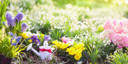 Lente tuin tips