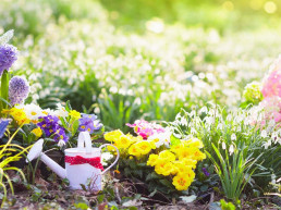 Lente tuin tips