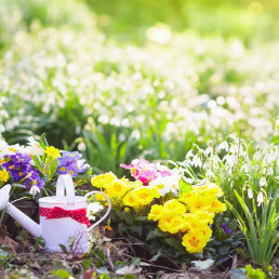 Lente tuin tips