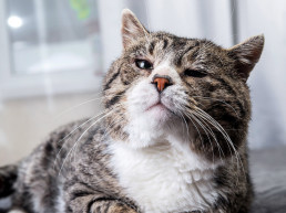 Oude kat