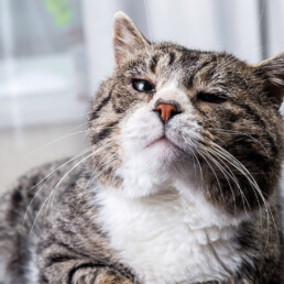 Oude kat