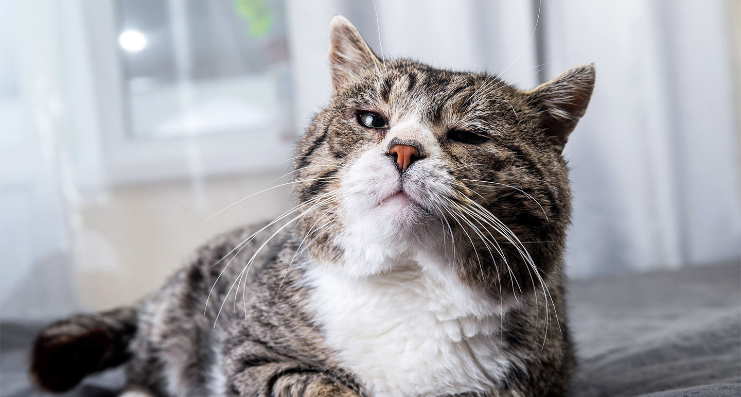 Oude kat wanneer is mijn oude kat senior? Pets Place