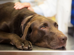 Hond ziek - hoe herken je ziektes?