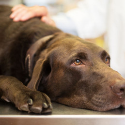 Hond ziek - hoe herken je ziektes?
