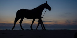 Verlichting paard - paardrijden in het donker