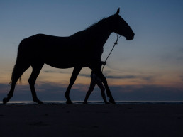 Verlichting paard - paardrijden in het donker