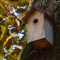 Vogelhuisjes schoonmaken