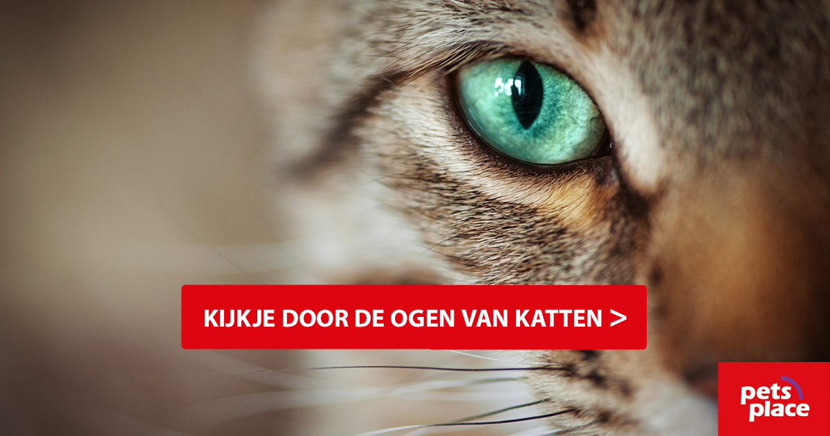 Ontstoken oog kat & zien katten kleuren; bekijk kattenogen! Pets Place