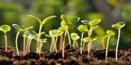 Boerenbond moestuin zaaien