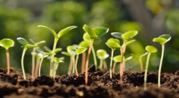 Boerenbond moestuin zaaien