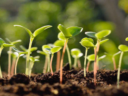 Boerenbond moestuin zaaien