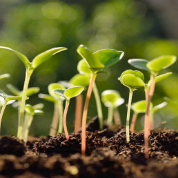 Boerenbond moestuin zaaien
