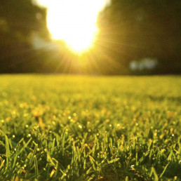 Wanneer gazon bemesten