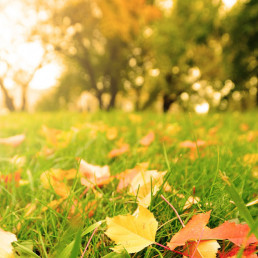 Gazononderhoud najaar