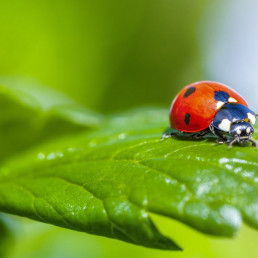 Milieuvriendelijk bestrijden