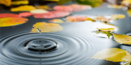 herfst vijver