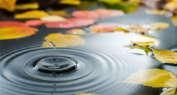 herfst vijver