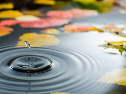 herfst vijver