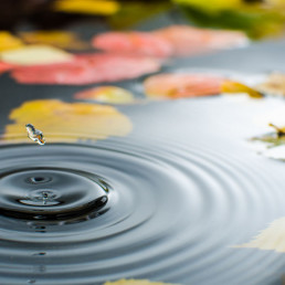 herfst vijver