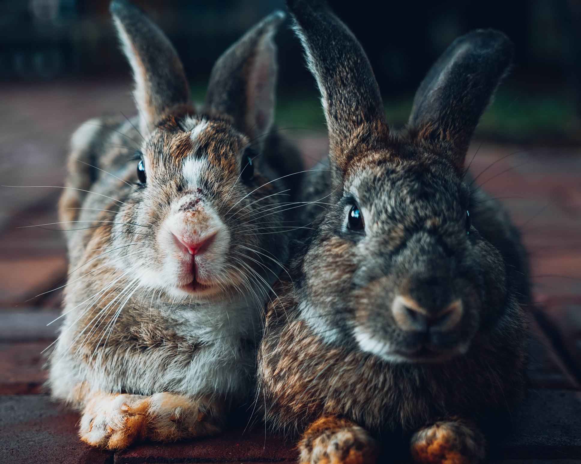 two bunnies side by side Pets Place
