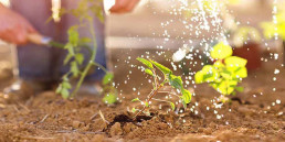 Moestuin onderhouden