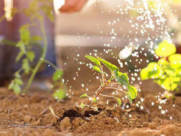 Moestuin onderhouden