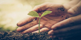 Moestuin tips