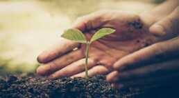 Moestuin tips