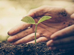 Moestuin tips