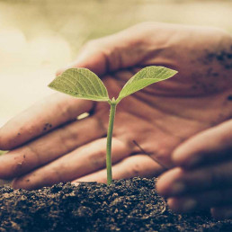 Moestuin tips
