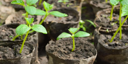 Moestuin