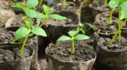 Moestuin