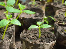 Moestuin
