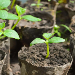 Moestuin