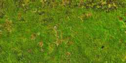 Mos in gras