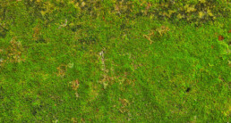 Mos in gras