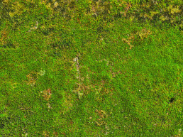 Mos in gras