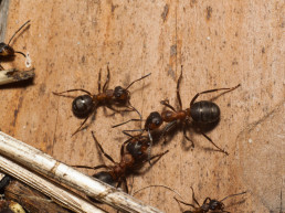 Ongedierte bestrijden