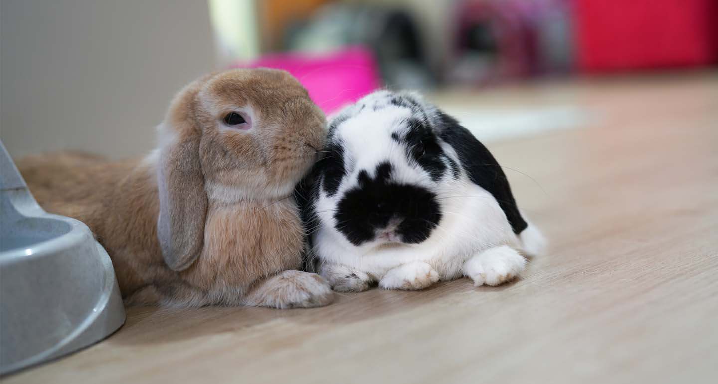De beste zorg voor jouw oude konijnen - Pets Place