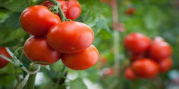 tomaten
