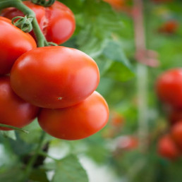 tomaten