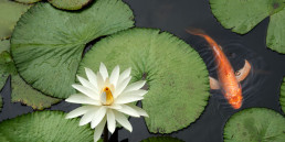 vijver groen