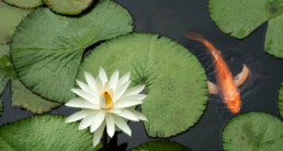 vijver groen