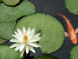 vijver groen
