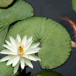 vijver groen