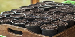 Moestuin in de winter