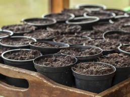 Moestuin in de winter