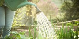 Planten water geven
